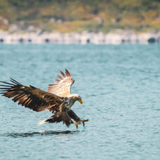 Sea Eagle Safari by boat at Sommarøy - Incl. Transfer from Tromsø