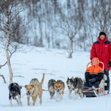 Advanced Dog Sledding at Camp Tamok