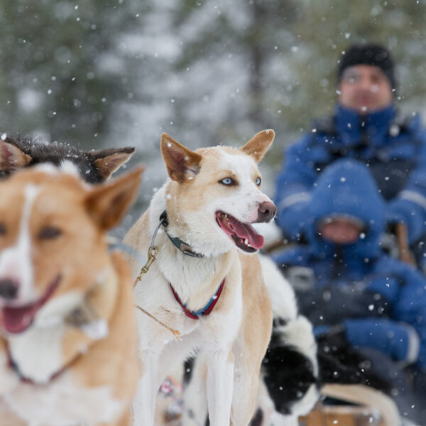 Dogsledding