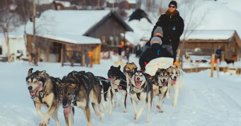 Kirkenes-Winter-Husky-
