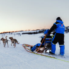 Dog Sledding Experience at Aurora Husky