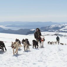 Dog Sledding in Kvaløya with Tromsø Aurora Husky