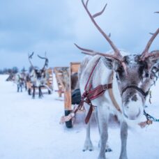 Long Reindeer Sledding, Feeding and Sami Culture