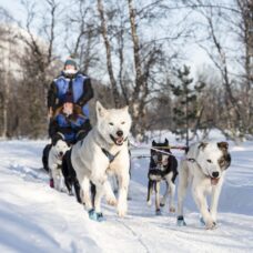 Fun & Easy Dog Sledding Adventure