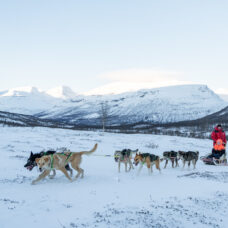Advanced Dog Sledding, Tromsø Ice Domes Snow Park & Reindeer Visit - Including Transport
