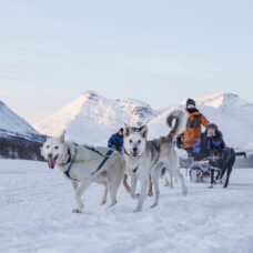 Advanced Dog Sledding at Camp Tamok - Excluding Transport