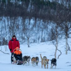 Advanced Dog Sledding at Camp Tamok - Including Transport