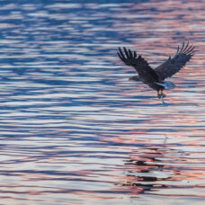 Sea Eagle Safari by boat at Sommarøy - Excluding Transfer