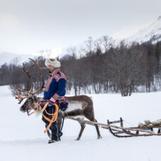 Reindeer Sledding at Camp Tamok - Including Transport