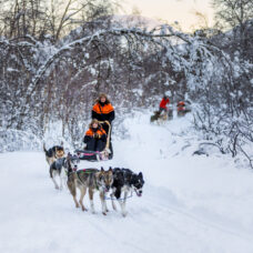 Dog Sledding Adventure - Including Transport